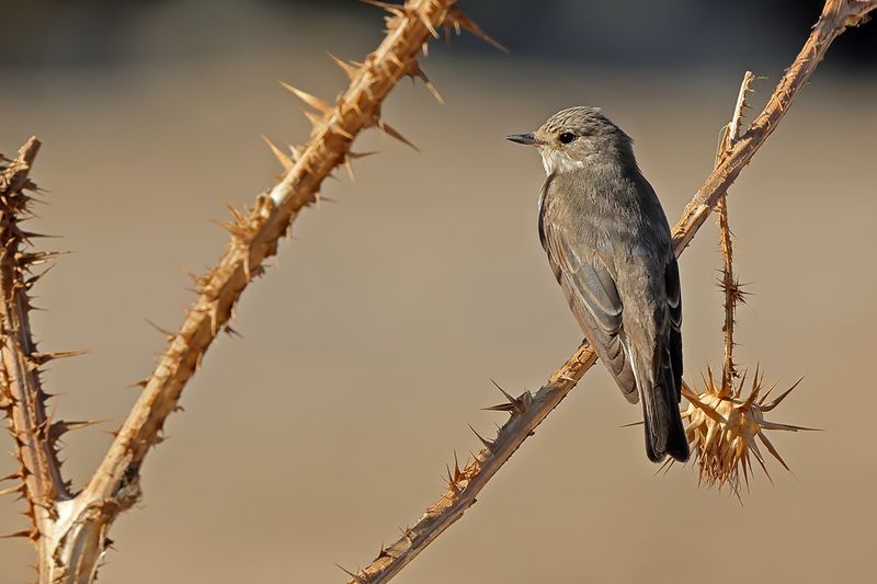 Spotted Flycatcher (Muscicapa striata)