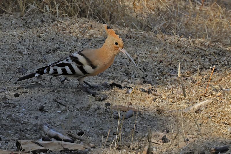 Hoopoe (Upupa epops)