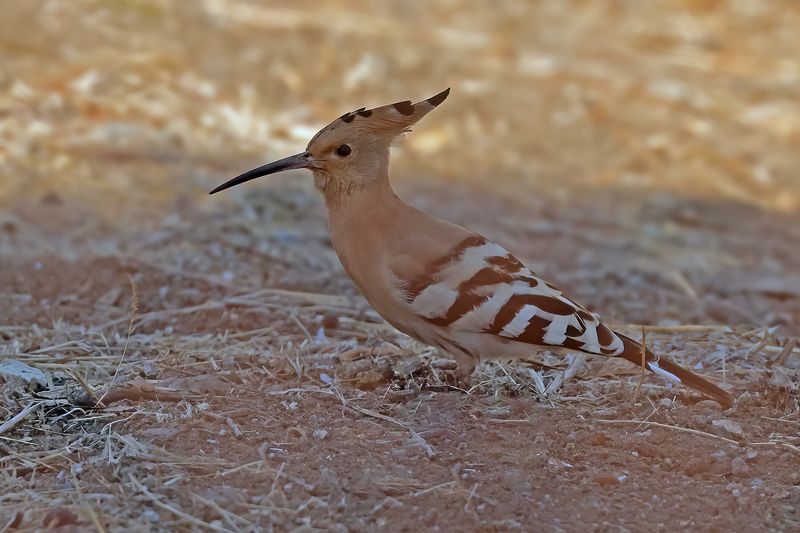 Hoopoe (Upupa epops)