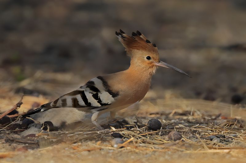 Hoopoe (Upupa epops)