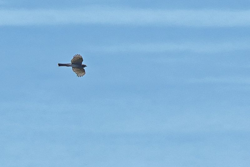 Eurasian Sparrowhawk (Accipiter nisus)
