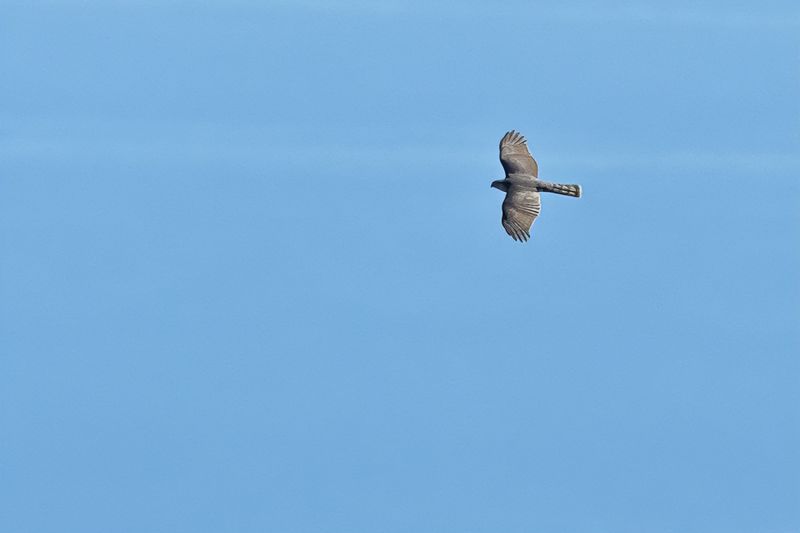Eurasian Sparrowhawk (Accipiter nisus)