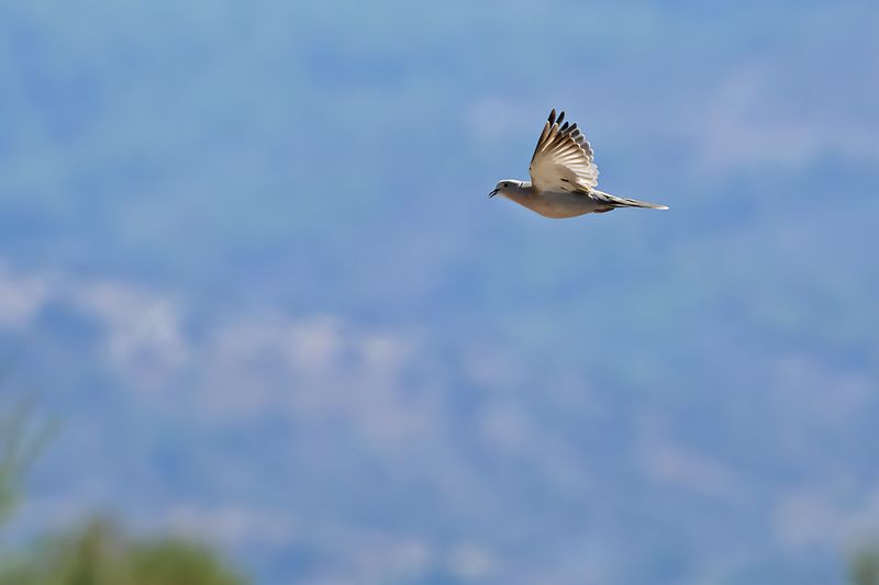 Eurasian Collared Dove (Streptopelia decaocto)	