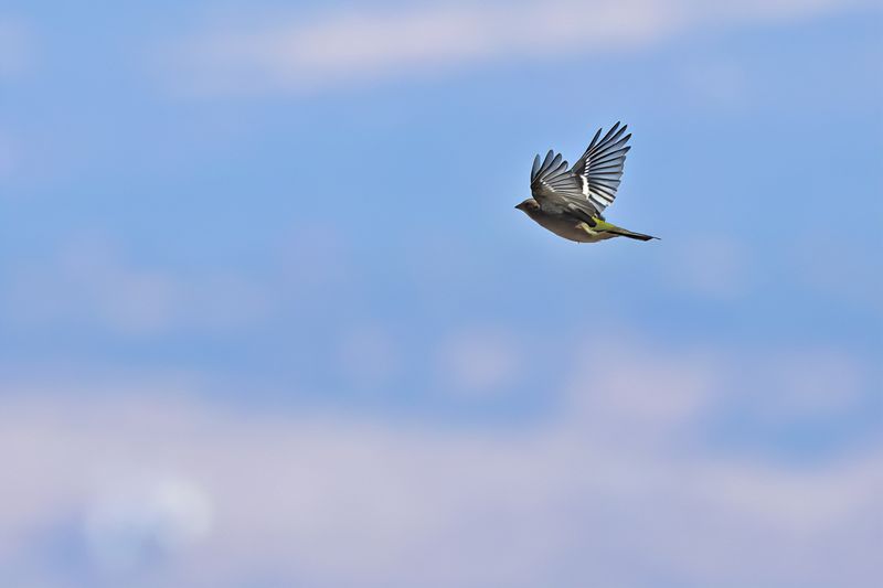 Common Chaffinch (Fringilla coelebs)	