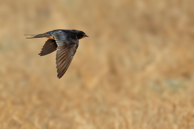 Barn Swallow (Hirundo rustica)