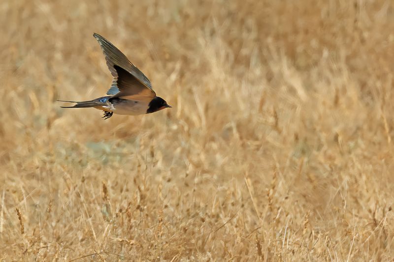 Barn Swallow (Hirundo rustica)