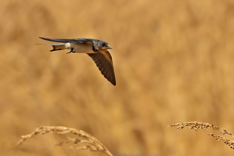 Barn Swallow (Hirundo rustica)