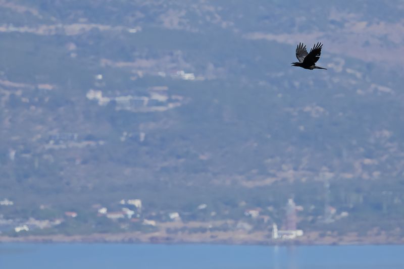 Northern Raven (Corvus corax)