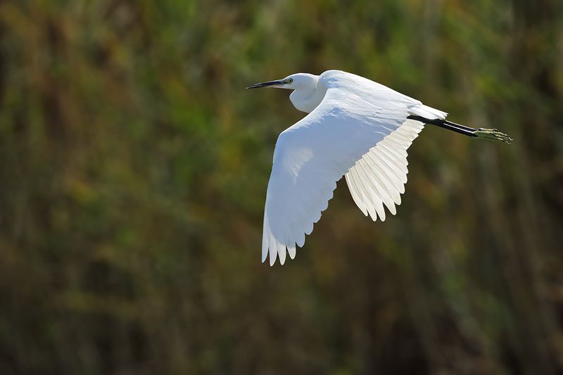 Little Egret (Egreta garzetta)