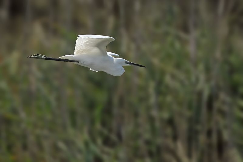 Little Egret (Egreta garzetta)