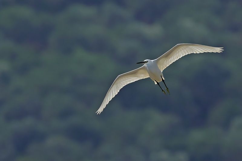 Little Egret (Egreta garzetta)
