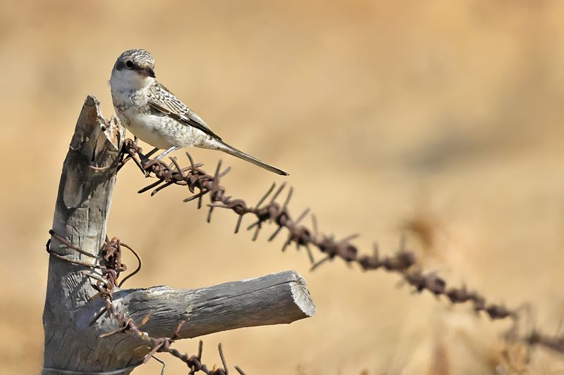 Masked shrike (Lanius nubicus)