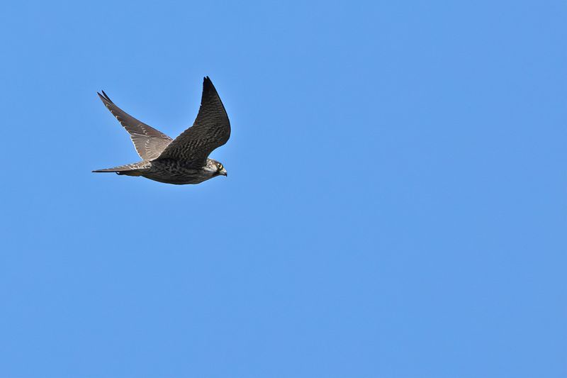Peregrine Falcon (Falco peregrinus)
