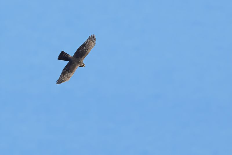 Eurasian Sparrowhawk (Accipiter nisus)