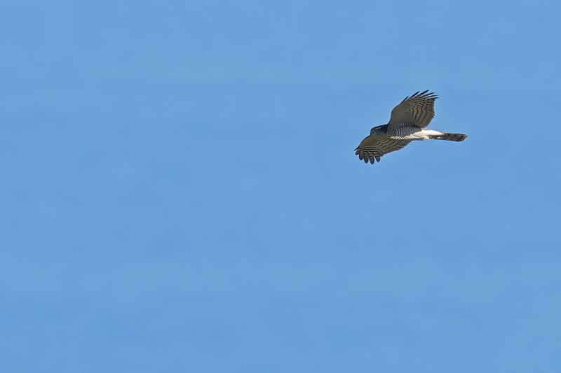 Eurasian Sparrowhawk (Accipiter nisus)
