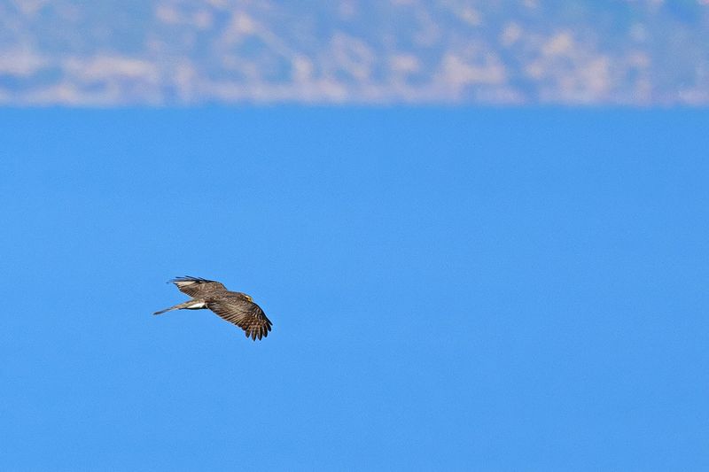 Eurasian Sparrowhawk (Accipiter nisus)