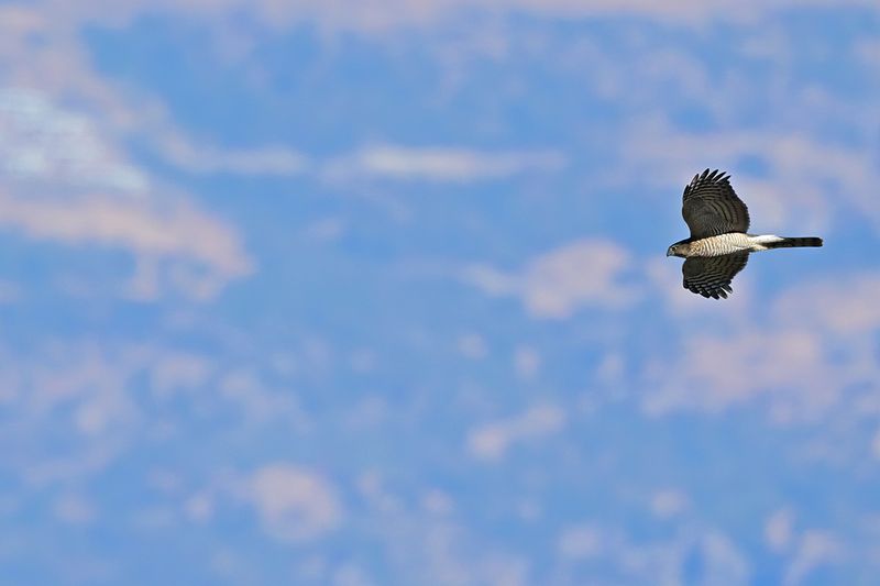 Eurasian Sparrowhawk (Accipiter nisus)