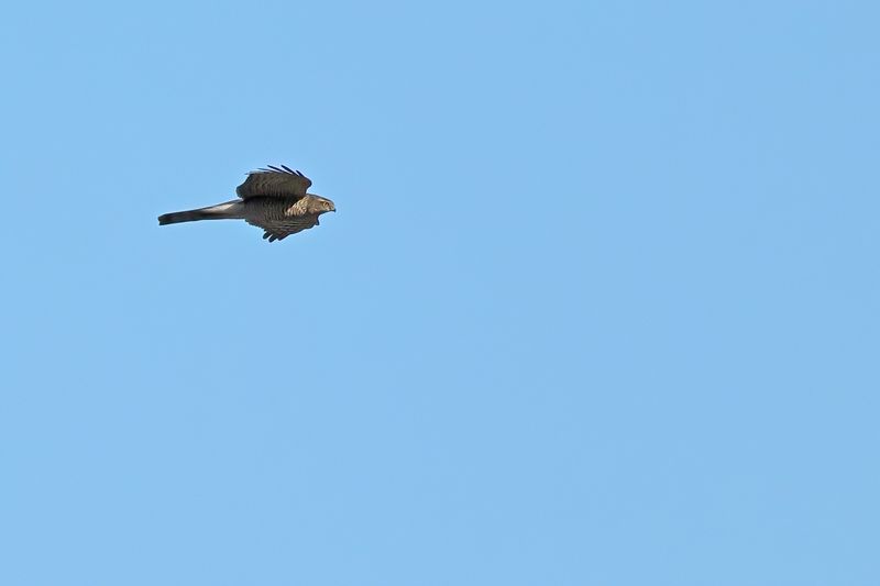 Eurasian Sparrowhawk (Accipiter nisus)