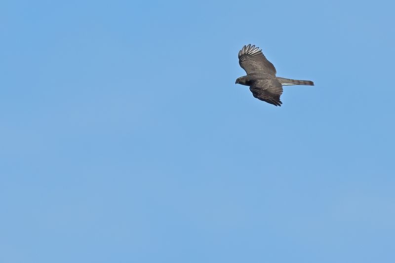 Eurasian Sparrowhawk (Accipiter nisus)