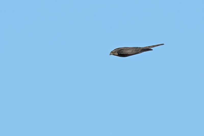 Eurasian Sparrowhawk (Accipiter nisus)