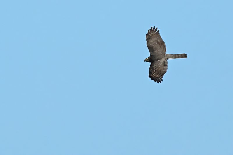 Eurasian Sparrowhawk (Accipiter nisus)