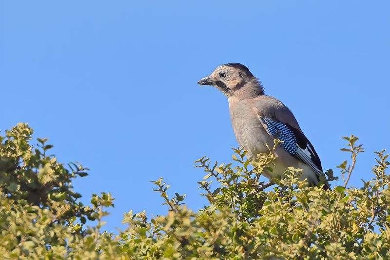 Eurasian jay (Garrulus glandarius ssp.atricapillus )