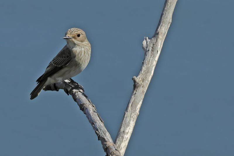 Gallery Spotted Flycatcher