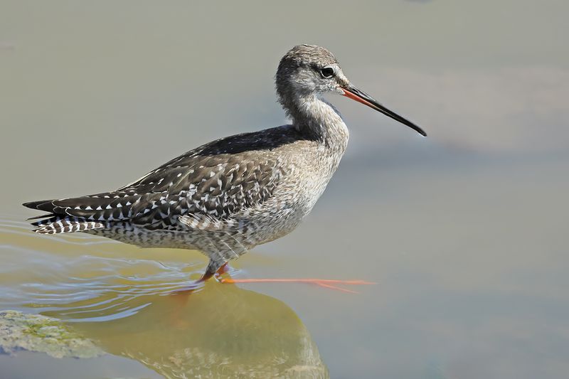 Spotted Redshank (Tringa erythropus) 