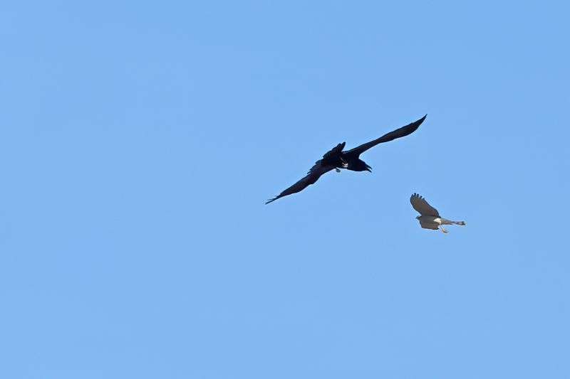 Raven & Eurasian Sparrowhawk (Accipiter nisus) 