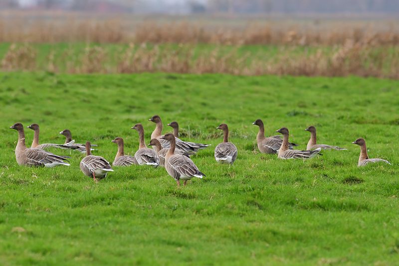 Pink-footed goose (Anser brachyrhynchus)