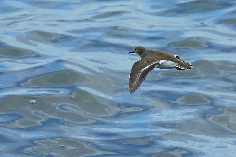 Common Sandpiper (Actitis hypoleucos)