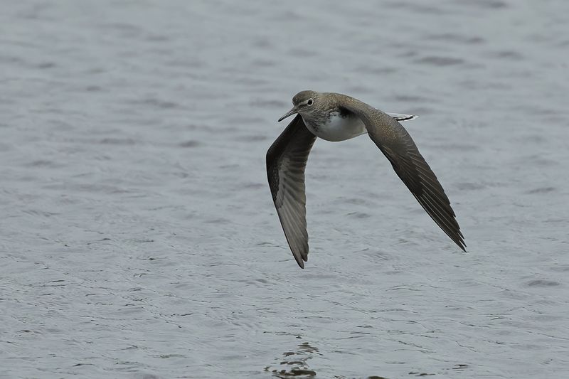 Green Sandpiper (Tringa ochropus) 