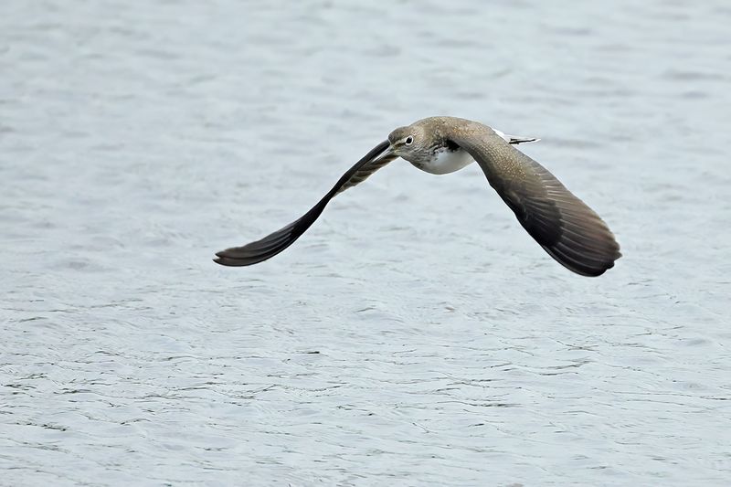 Green Sandpiper (Tringa ochropus) 