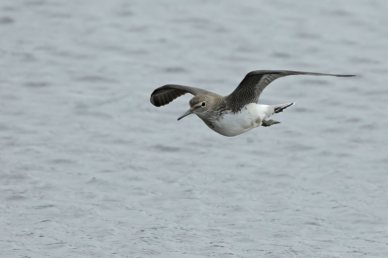 Green Sandpiper (Tringa ochropus) 