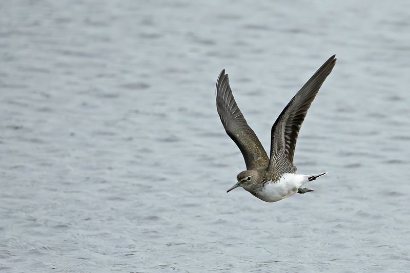 Green Sandpiper (Tringa ochropus) 