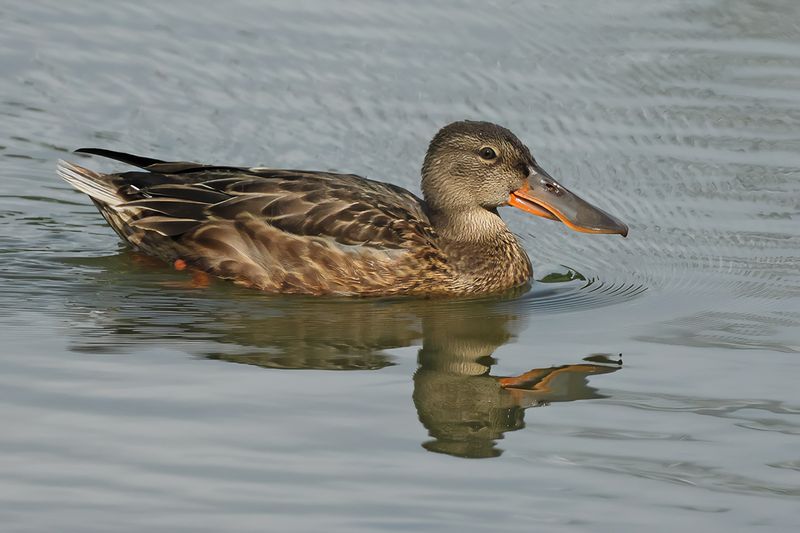 Northern Shoveler (Anas clypeata)
