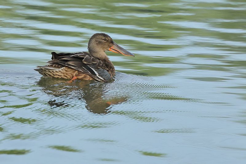 Northern Shoveler (Anas clypeata)