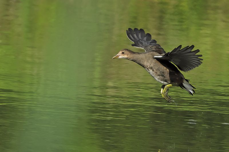Common Moorhen (Gallinula chloropus) 