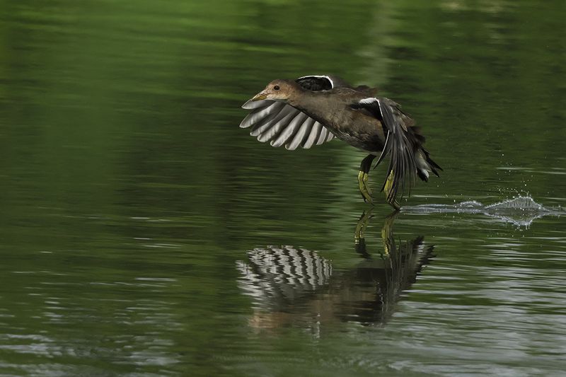 Common Moorhen (Gallinula chloropus) 