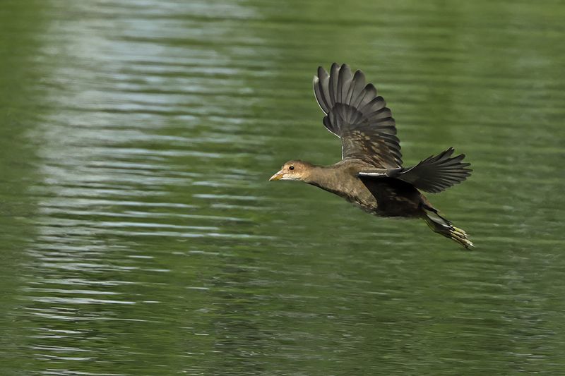 Common Moorhen (Gallinula chloropus) 