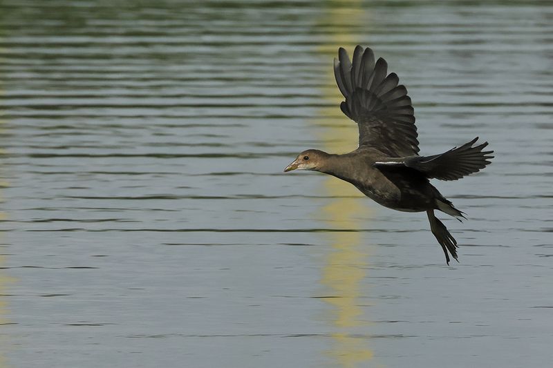 Common Moorhen (Gallinula chloropus) 