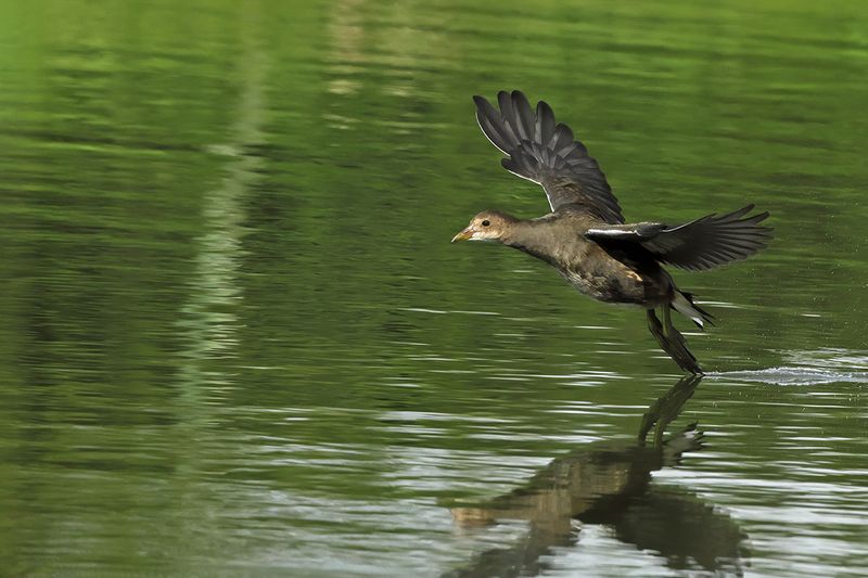 Common Moorhen (Gallinula chloropus) 