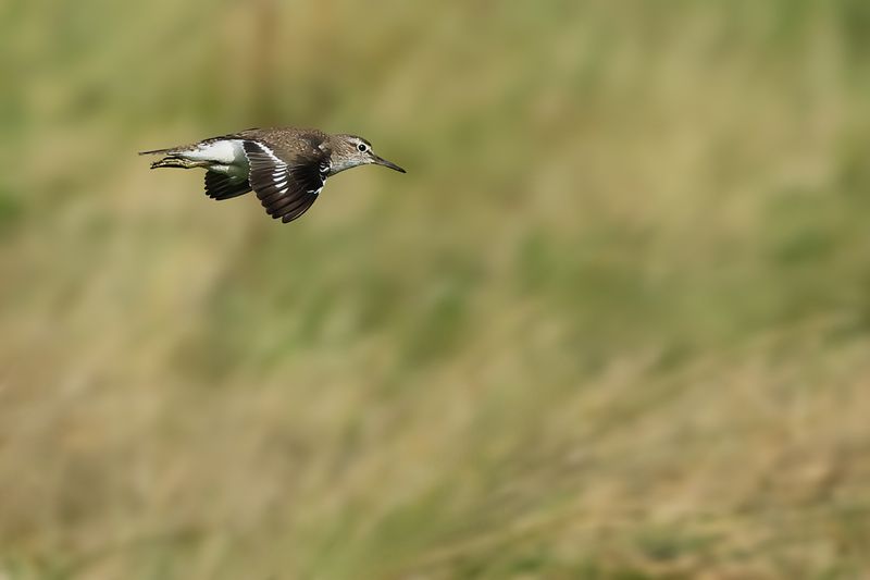 Common Sandpiper (Actitis hypoleucos)