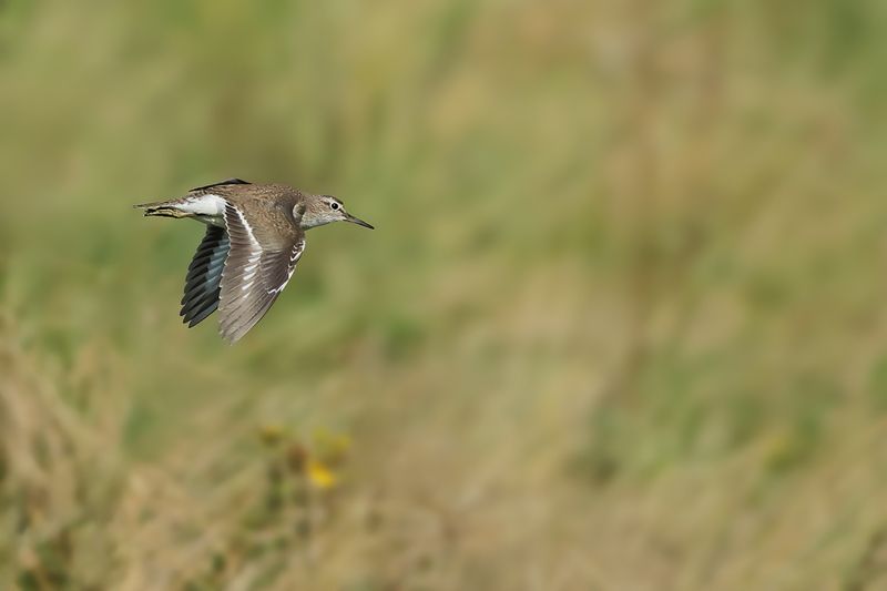 Common Sandpiper (Actitis hypoleucos)