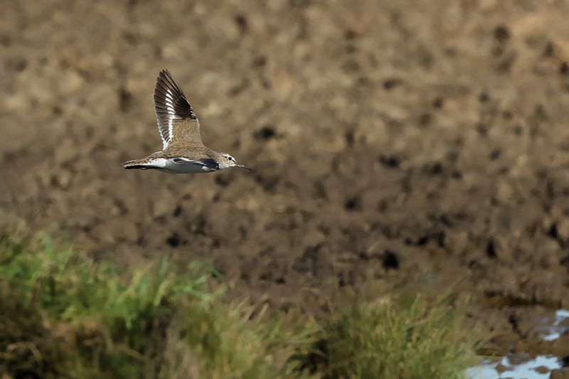 Common Sandpiper (Actitis hypoleucos)