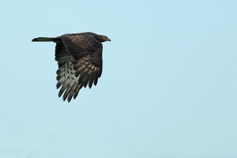 European honey buzzard (Pernis apivorus)