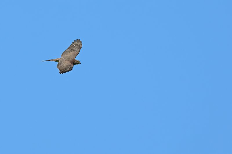 Eurasian Sparrowhawk (Accipiter nisus)