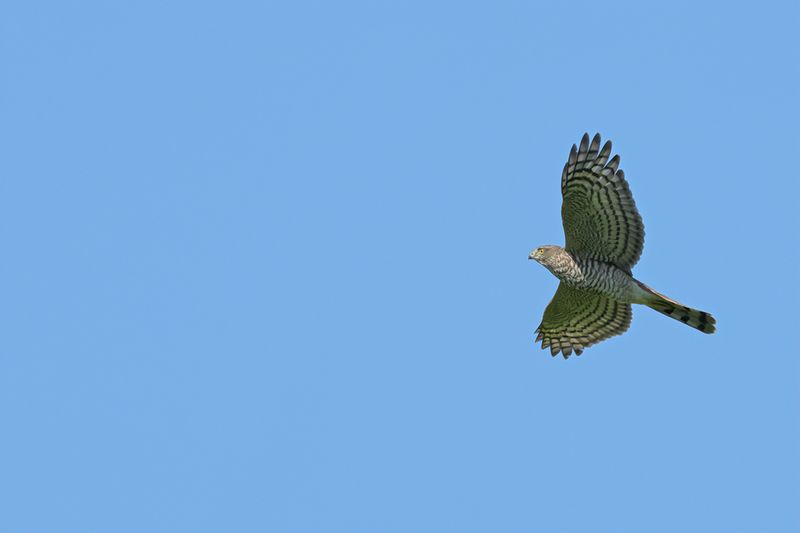 Eurasian Sparrowhawk (Accipiter nisus)