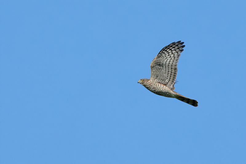 Eurasian Sparrowhawk (Accipiter nisus)