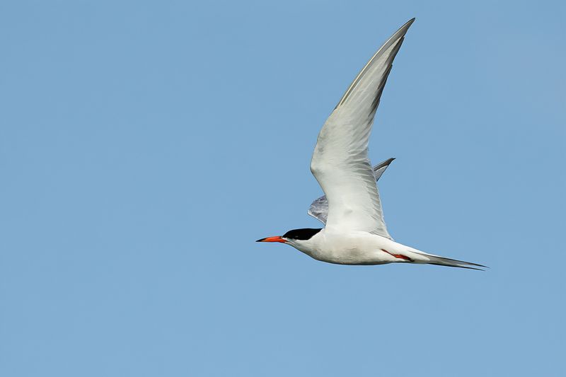 Common Tern (Sterna hirundo)